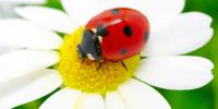 Gift of the Ladybug Day