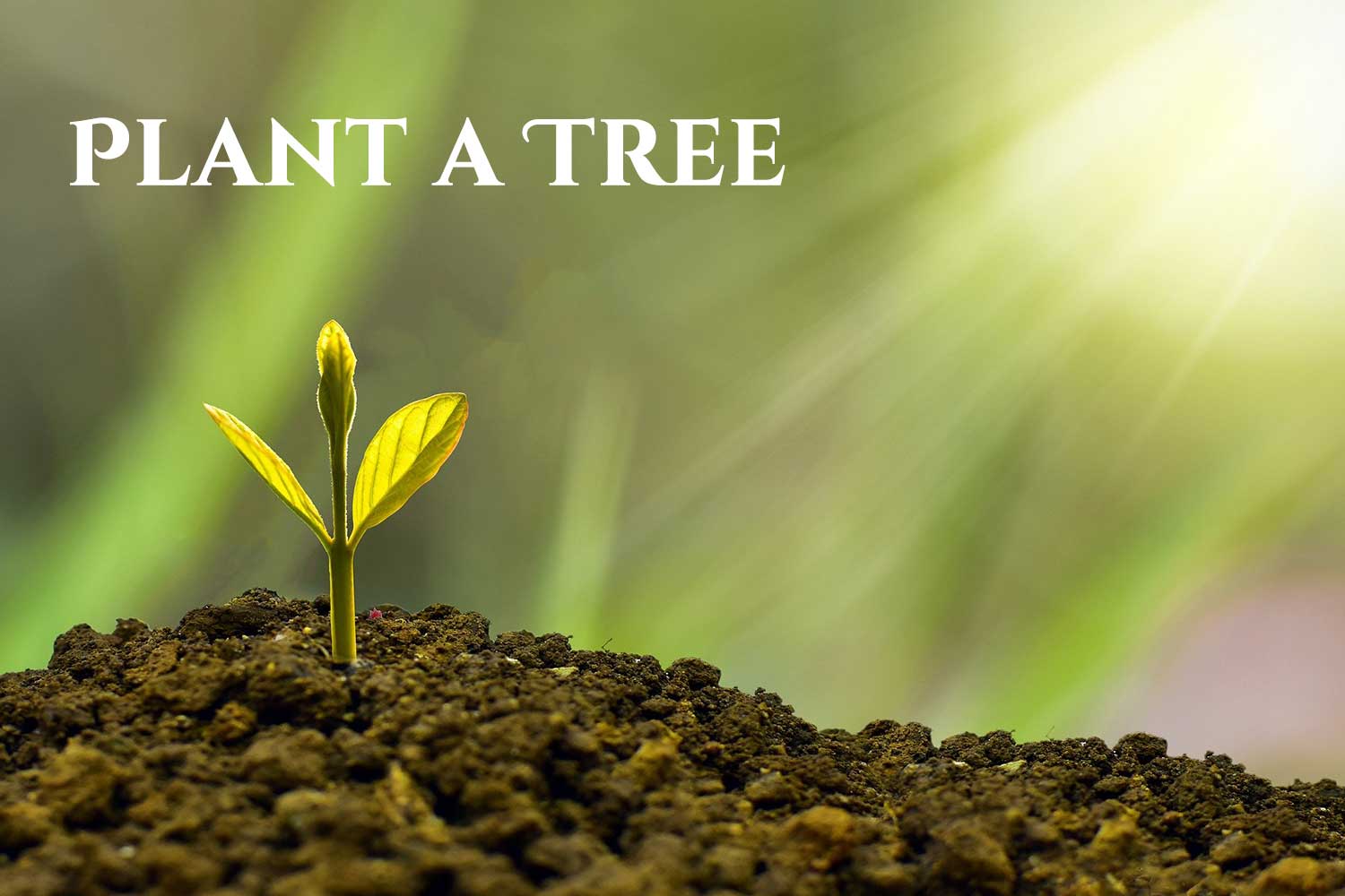 Arbor Day / Plant a Tree Day Holiday Smart