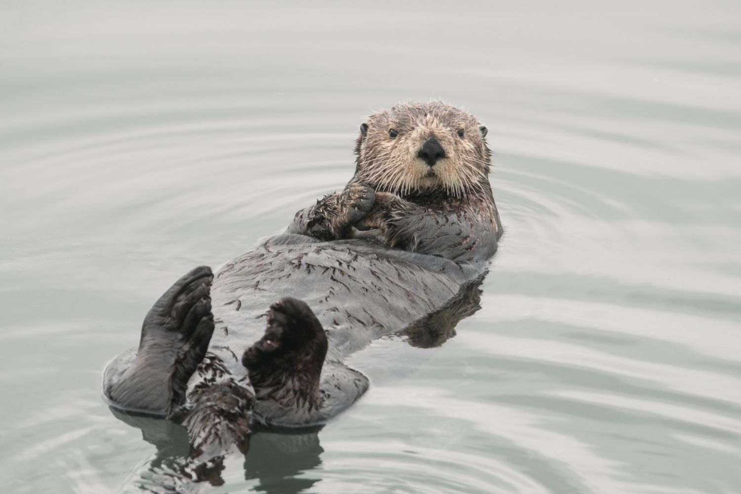 World Otter Day Holiday Smart