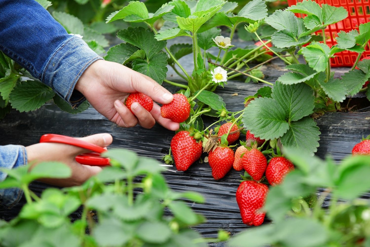 Pick Strawberries Day Holiday Smart