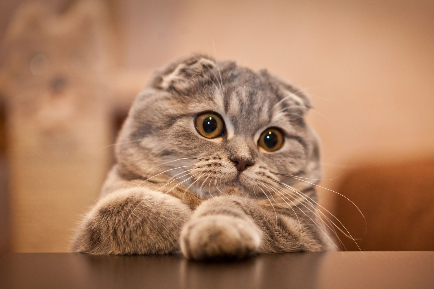cute scottish fold kittens
