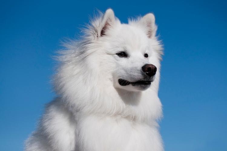 American Eskimo Dog Day