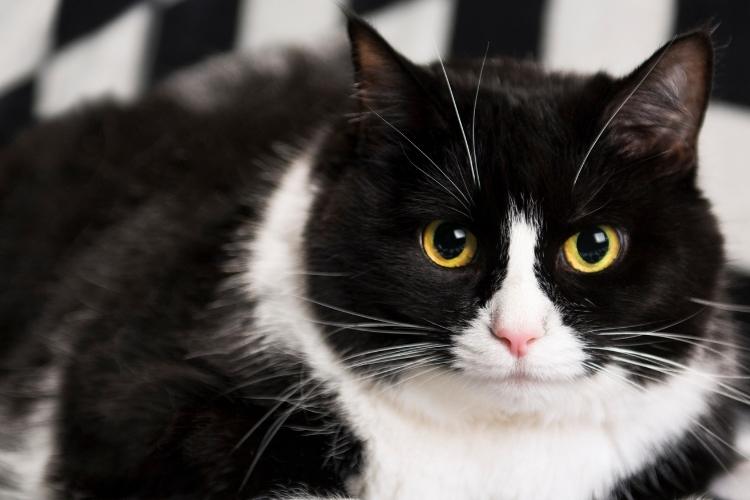 Tuxedo Cat Appreciation Day