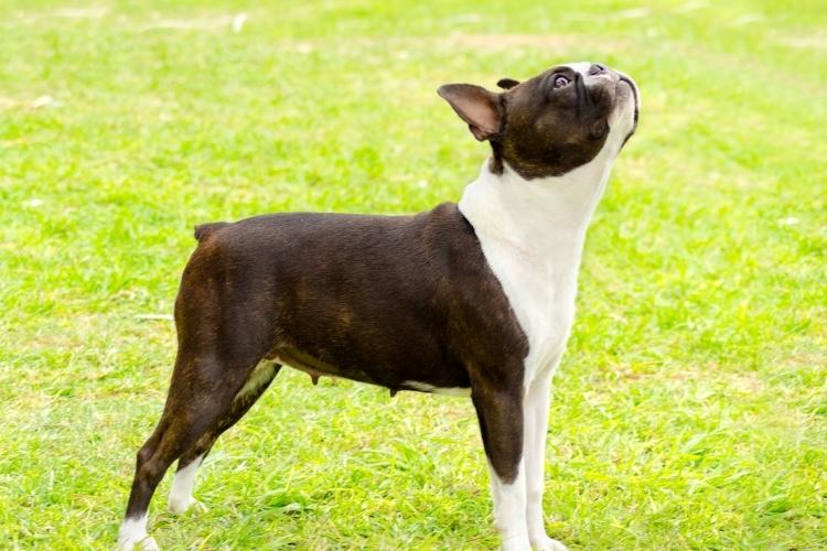 Boston Terrier Day