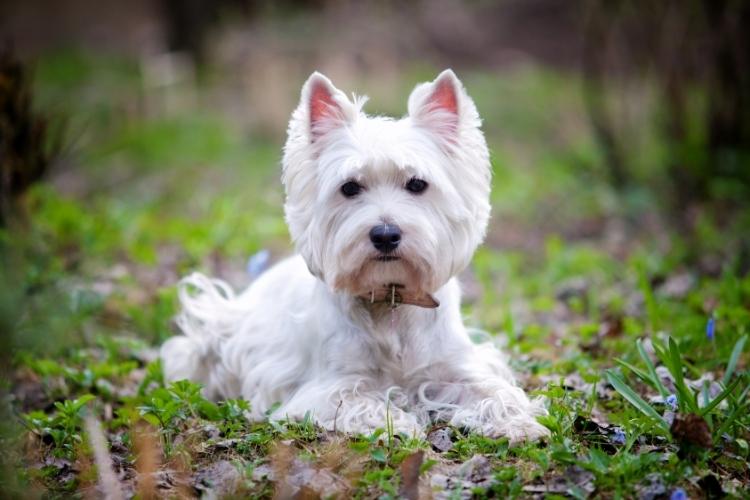 Westie Day