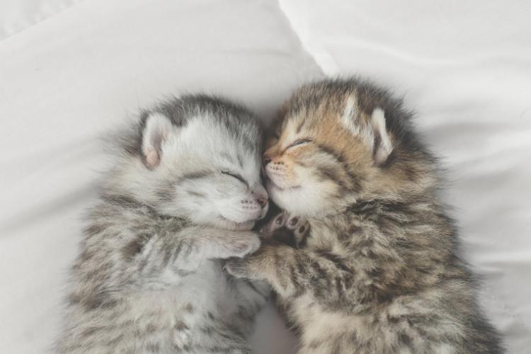 Cuddly Kitten Day