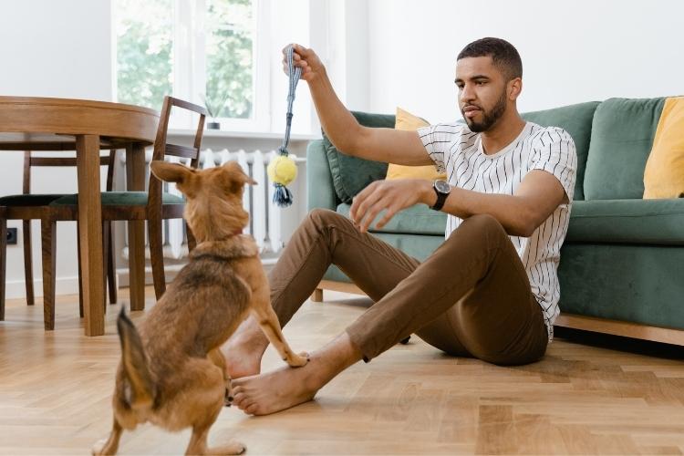 Don't Walk Your Dog Day