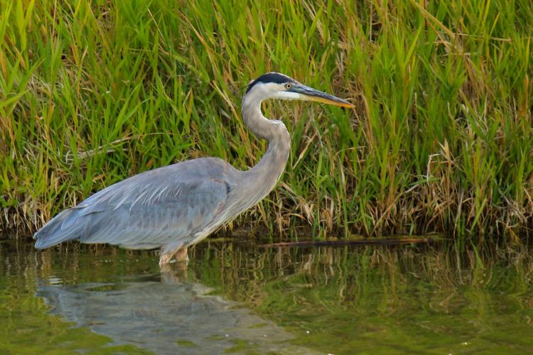 Great Blue Heron Day