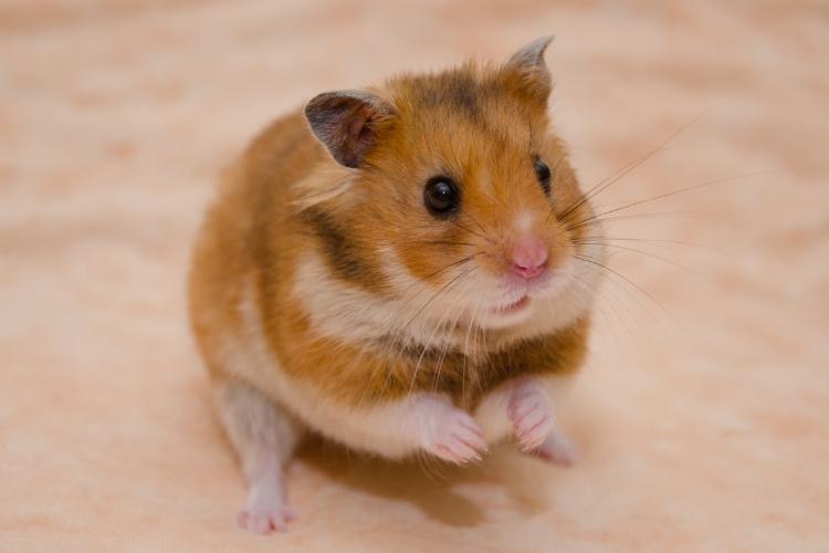 World Hamster Day