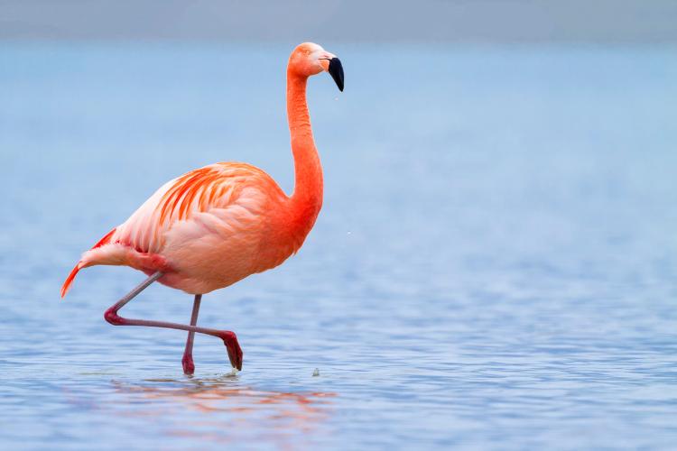 International Flamingo Day