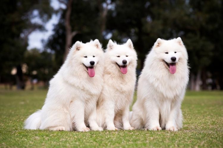Samoyed Dog Day