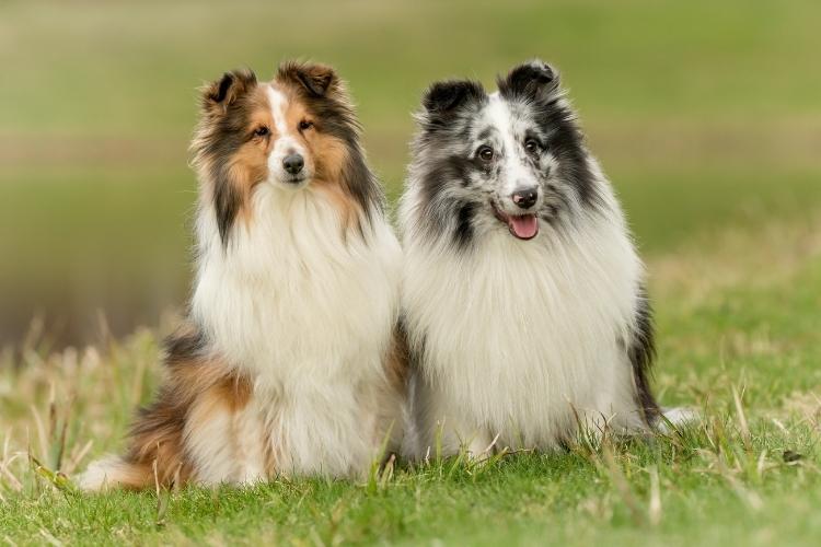 Sheltie Dog Day