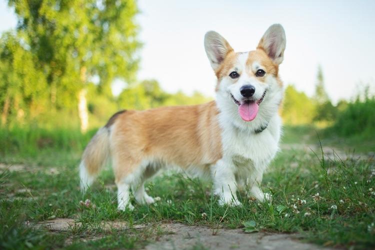 Corgi Day