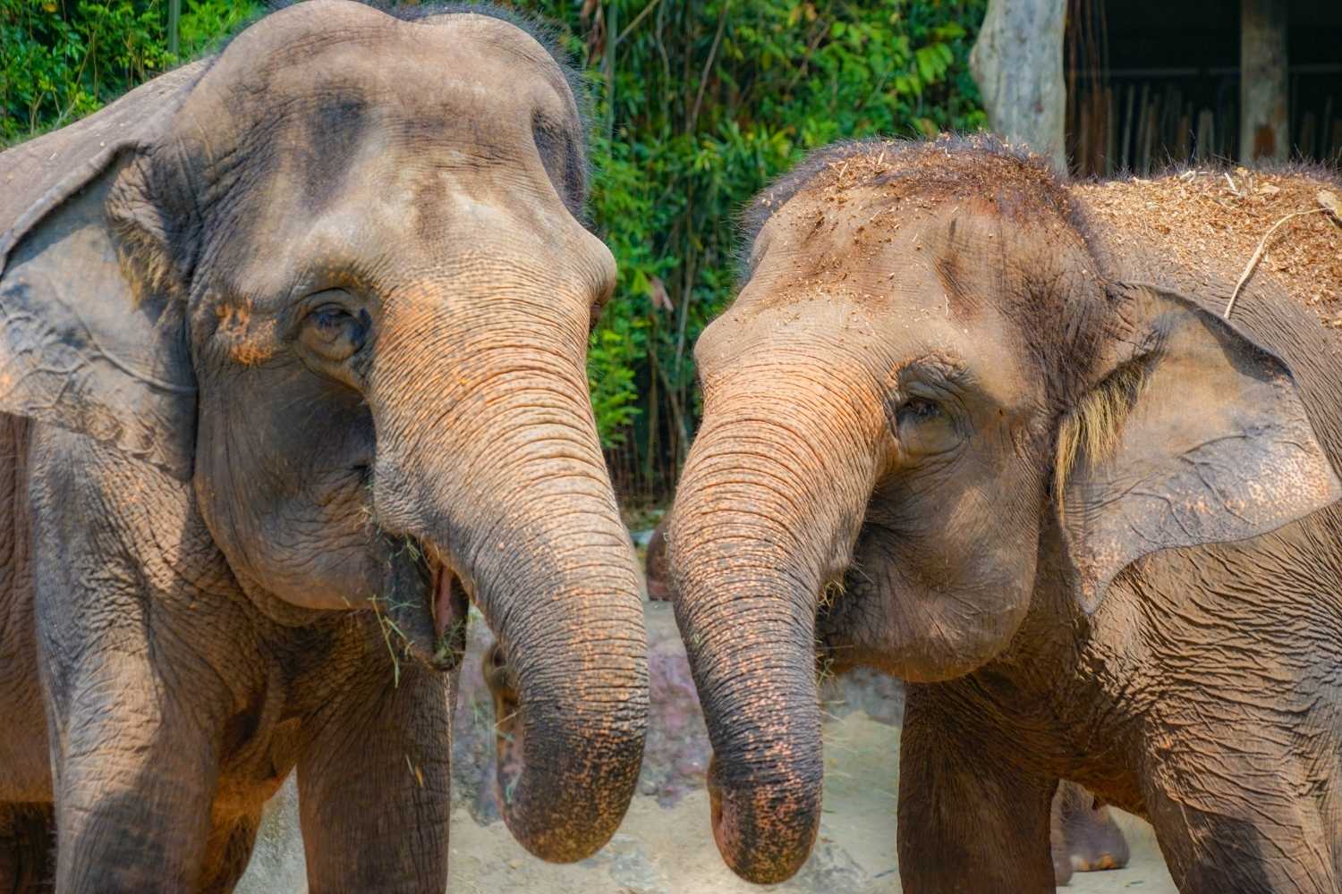 Day of Action for Elephants in Zoos