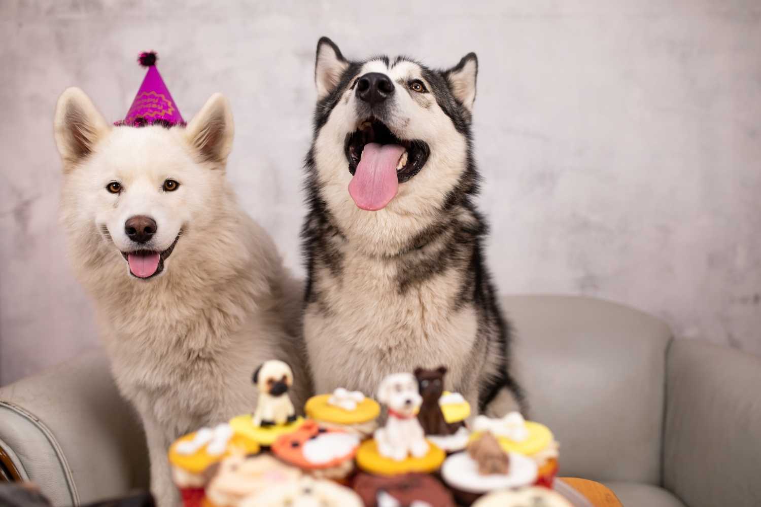 Dog Party Day