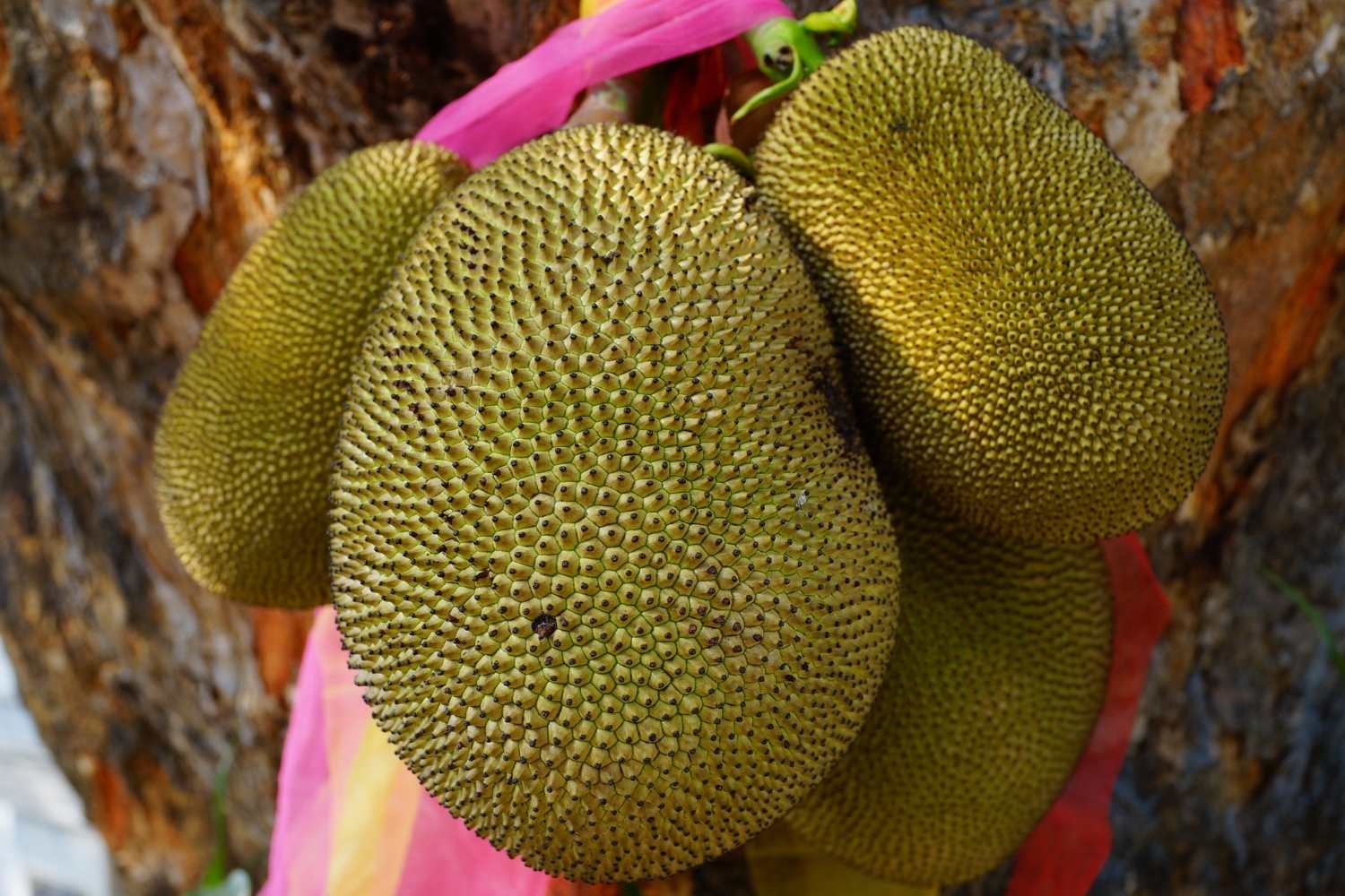 Jackfruit Day