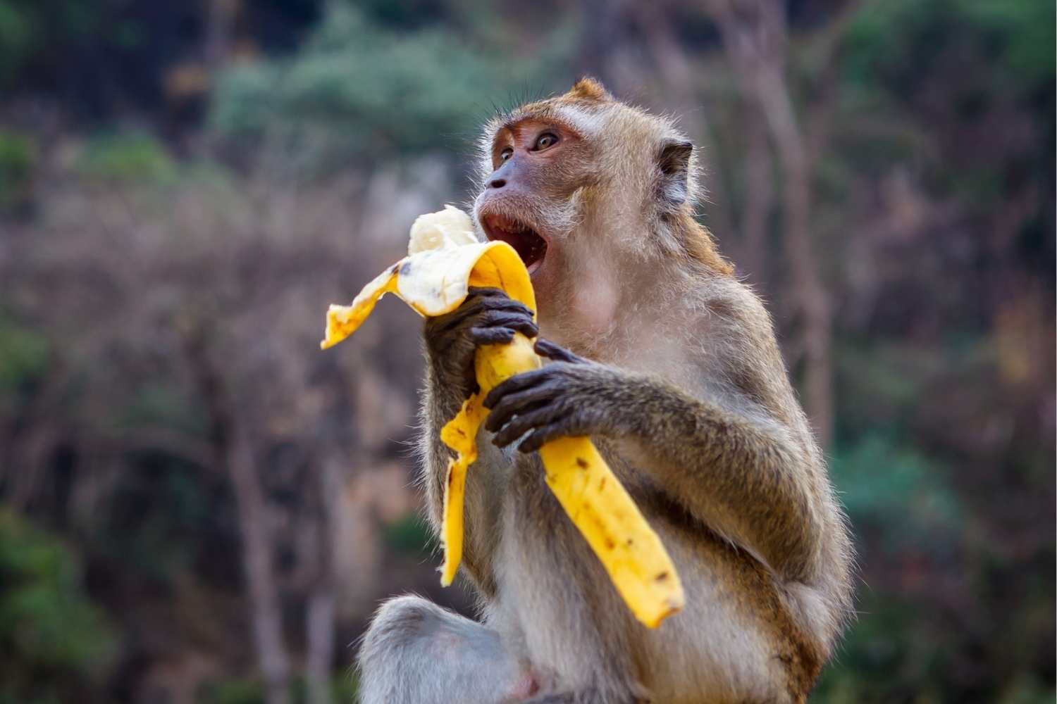 Take a Monkey to Lunch Day