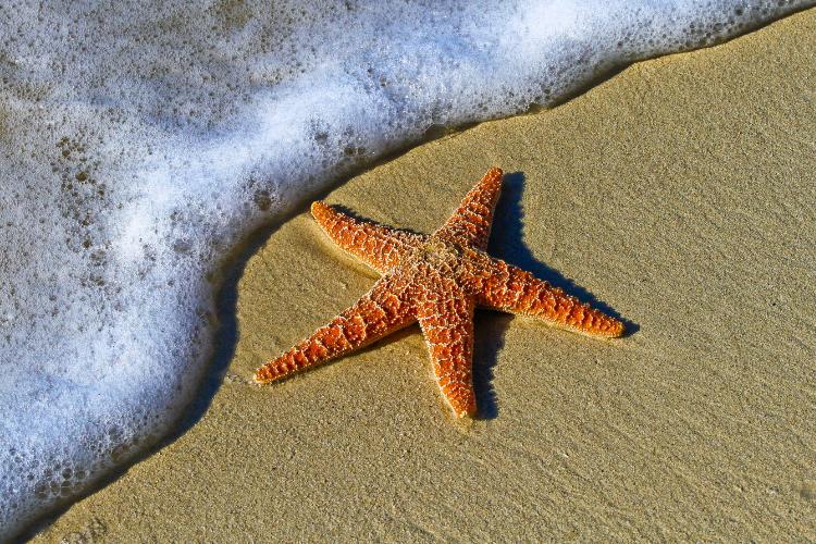 Starfish Day