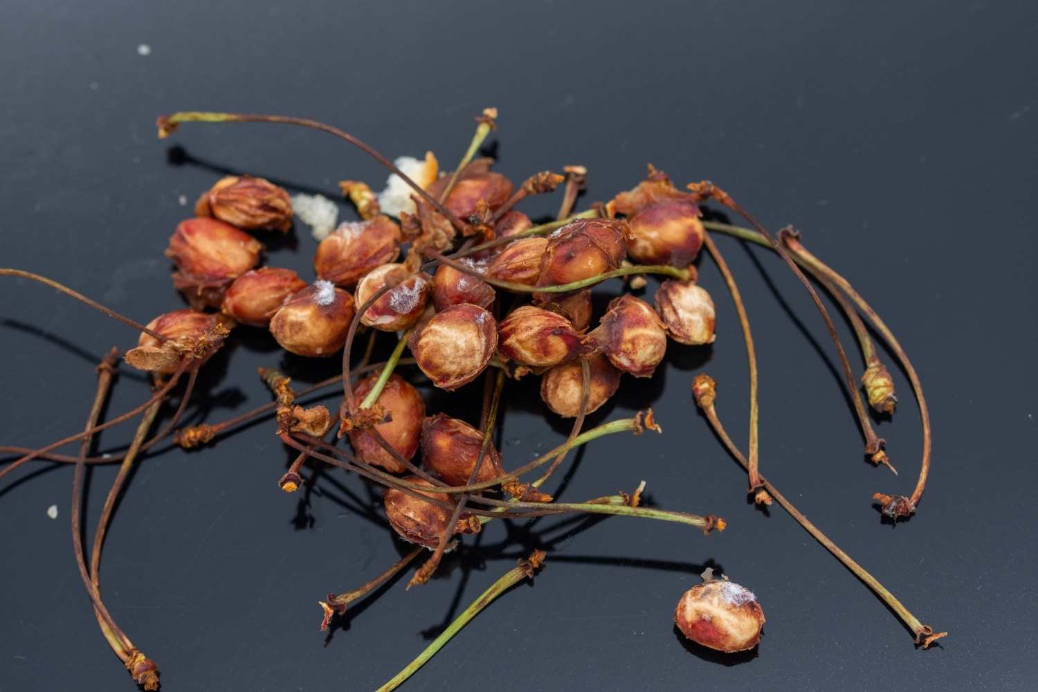 Cherry Pit Spitting Day