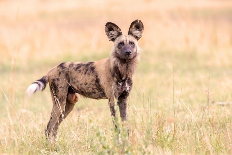 World African Wild Dog Day