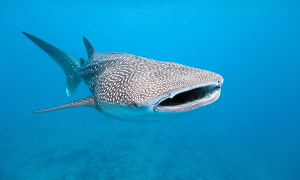 Whale Shark Day