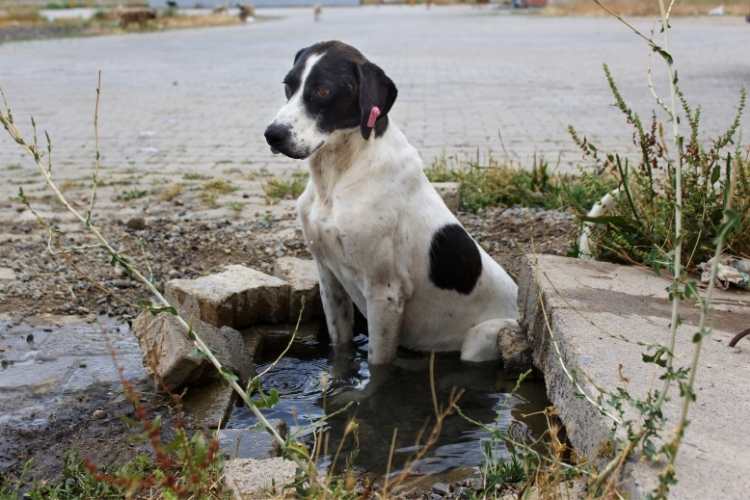 Homeless Animals Day