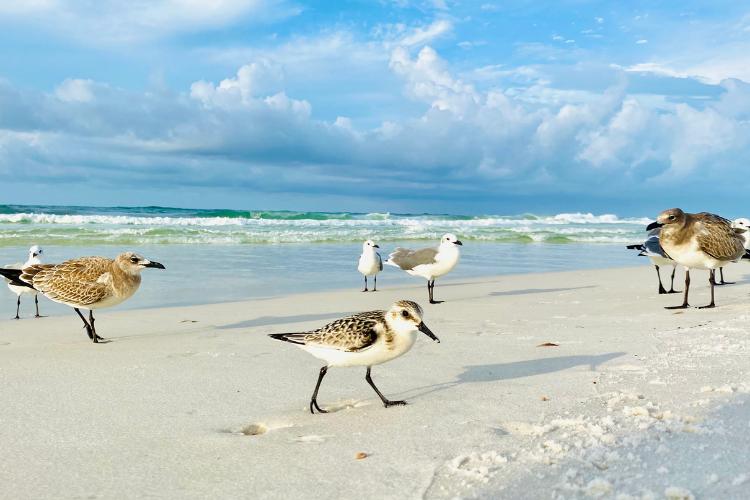 World Shorebirds Day