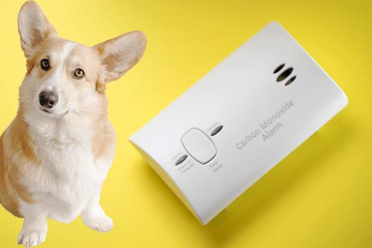 Pet Carbon Monoxide (CO) Safety Day