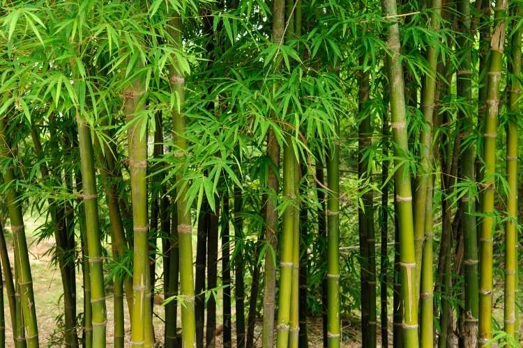 World Bamboo Day