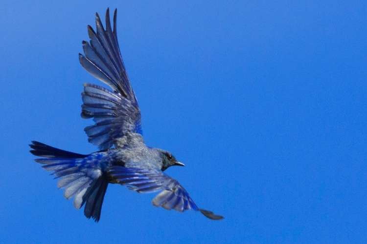 Bluebird of Happiness Day