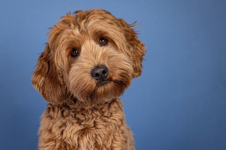 International Doodle Dog Day