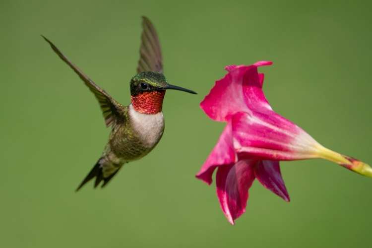 Hummingbird Day