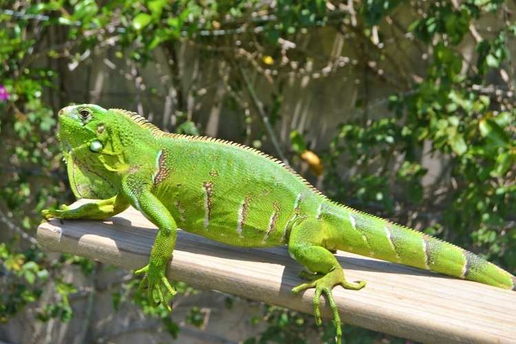 Iguana Awareness Day