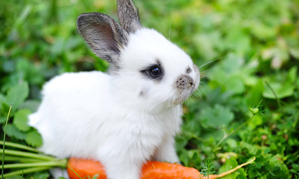 International Rabbit Day