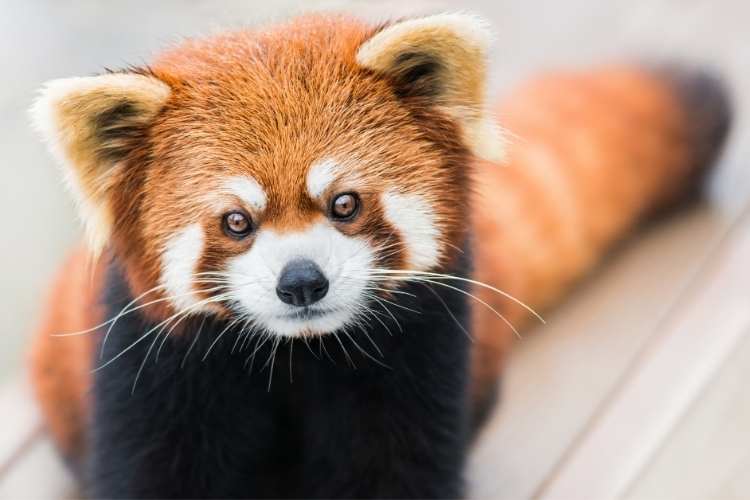 International Red Panda Day