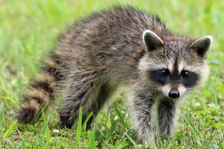 International Raccoon Appreciation Day