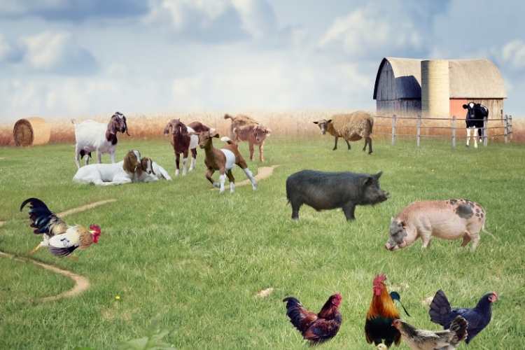 World Farm Animals Day