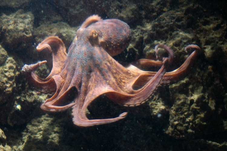 World Octopus Day
