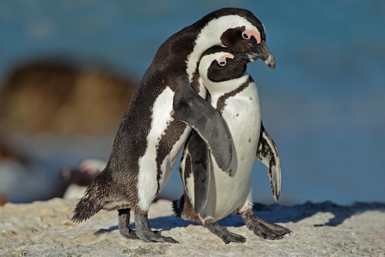 International African Penguin Awareness Day