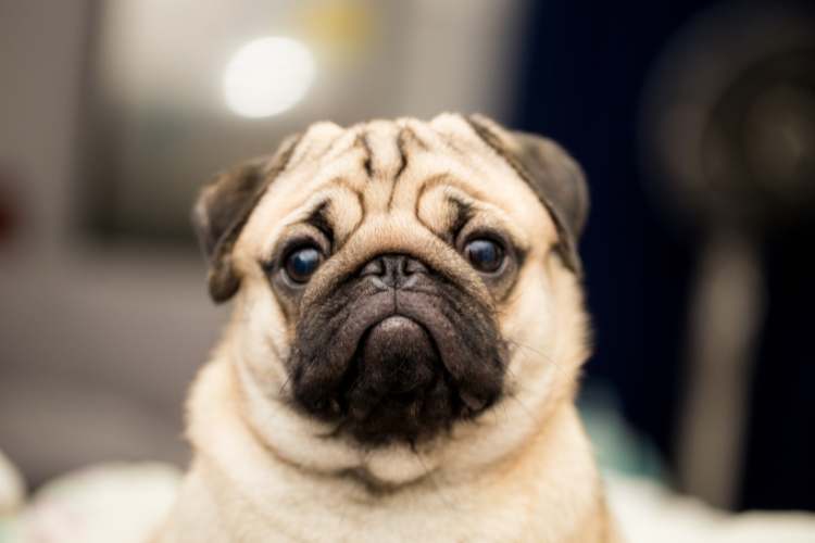 Pug Day