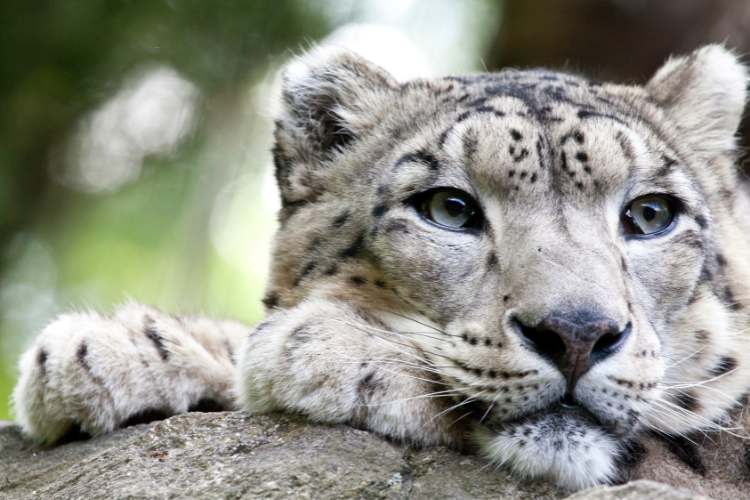 Snow Leopard Day