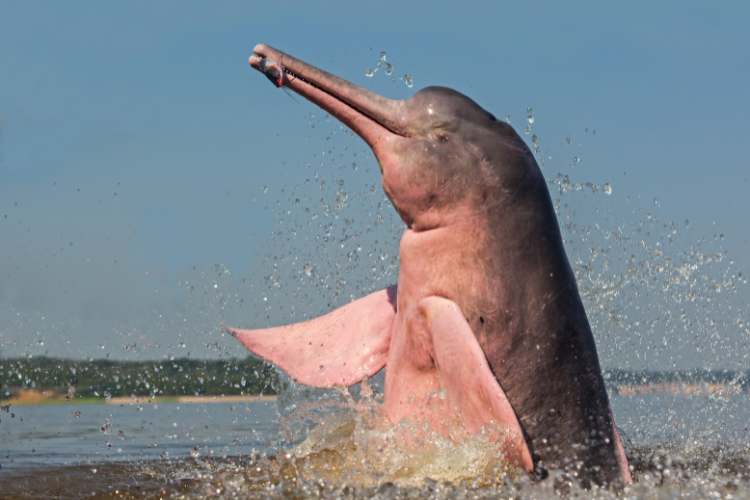 Freshwater Dolphin Day