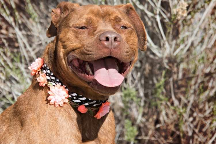 Pit Bull Awareness Day