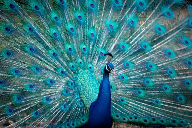 World Peacock Day