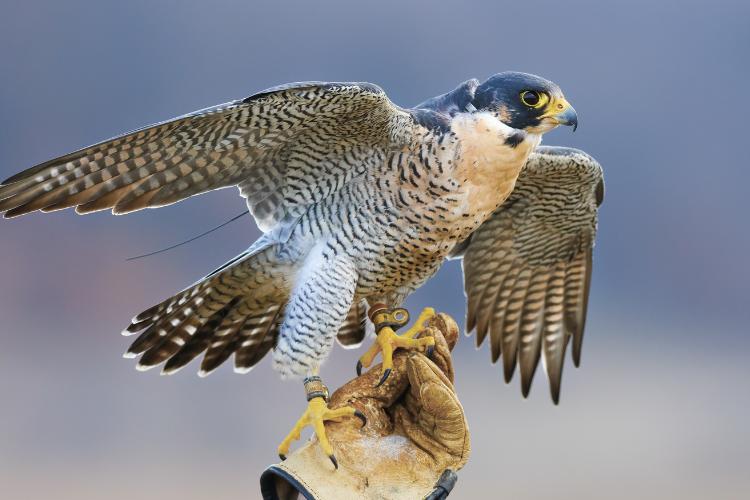 World Falconry Day (WFD)