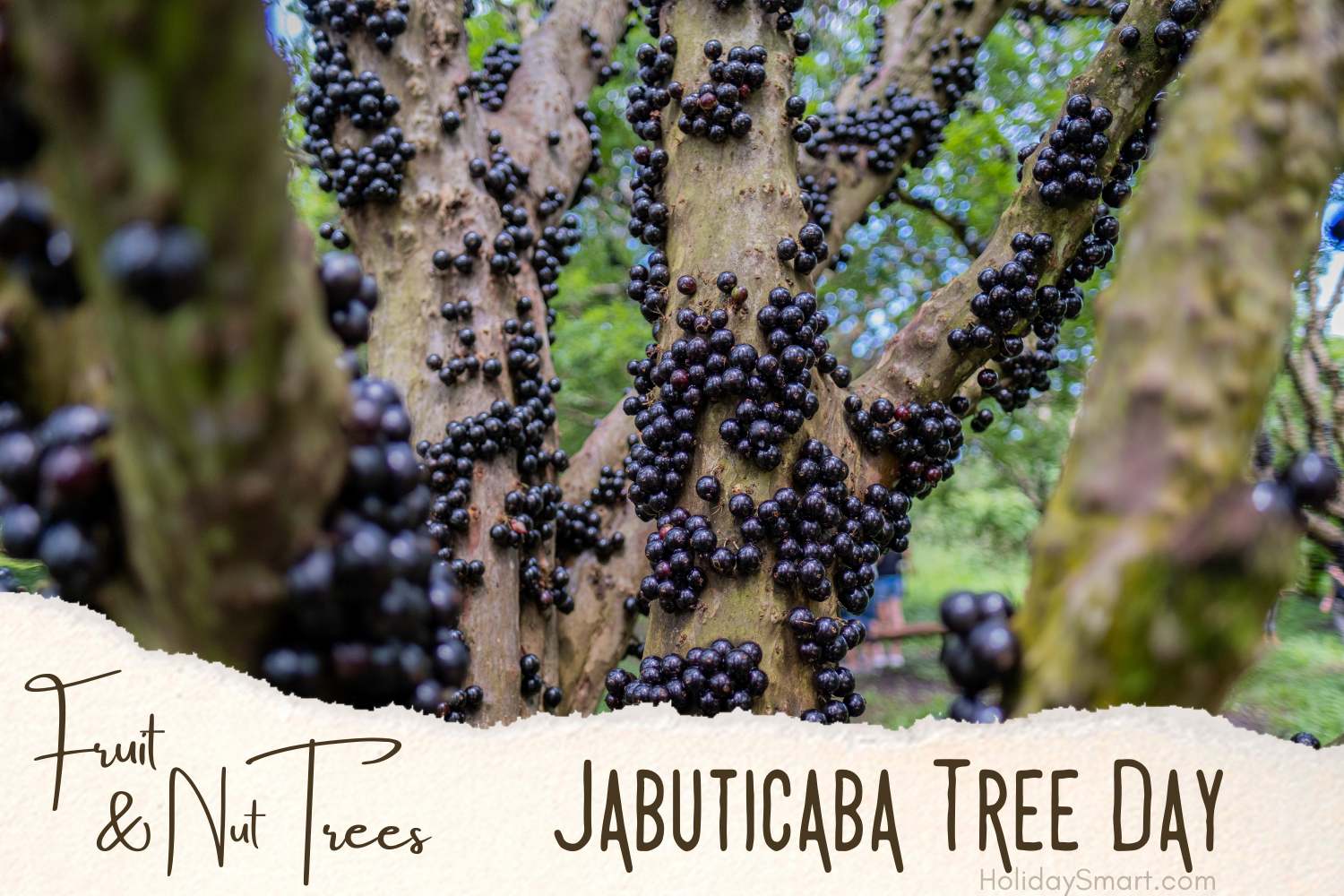 Jabuticaba Tree Day