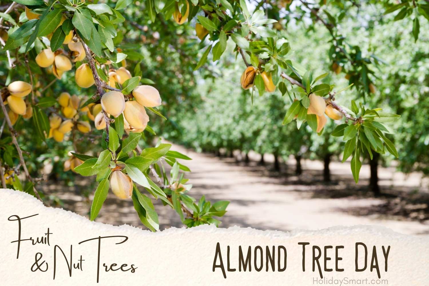 Almond Tree Day