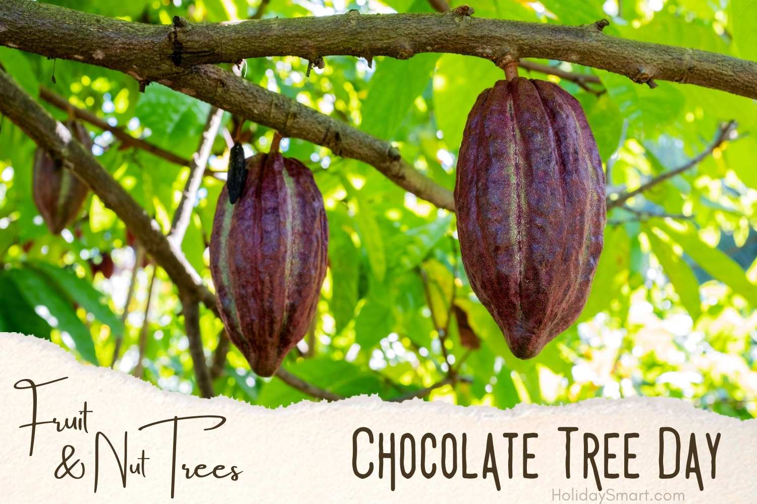 Chocolate Tree Day