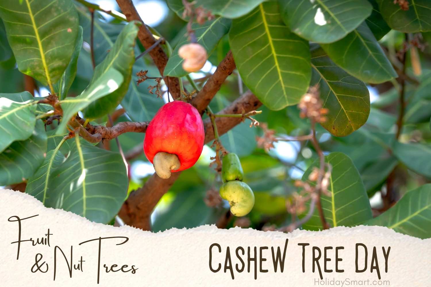 Cashew Tree Day