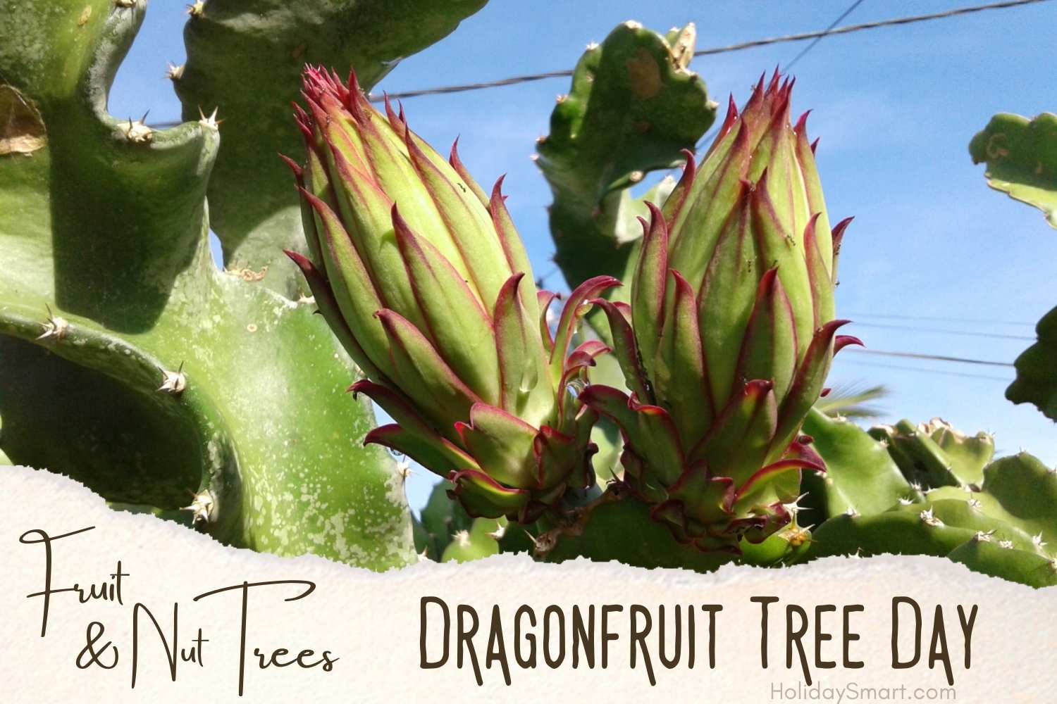 Dragonfruit Tree Day